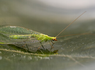 Florfliege, Chrysopidae, Goldauge