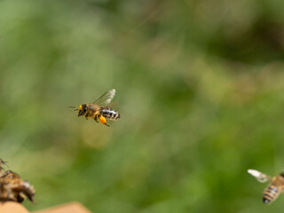 Honigbiene, Apis mellifera, Anflug auf Bienenstand