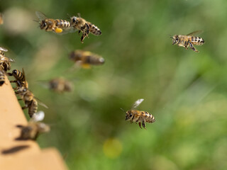 Honigbiene, Apis mellifera, Anflug auf Bienenstand
