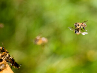 Honigbiene, Apis mellifera, Anflug auf Bienenstand