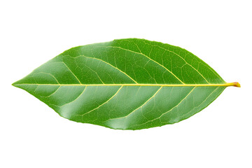 Obraz premium Close-up of a fresh green bay leaf isolated on a transparent background, ideal for cooking, herbal, and natural food concepts.