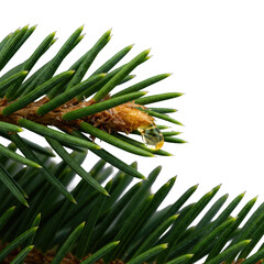 Ultra-detailed extreme macro of vibrant emerald green fir needles, one bent, oozing glistening golden resin on transparent, highlighting intricate natural processes