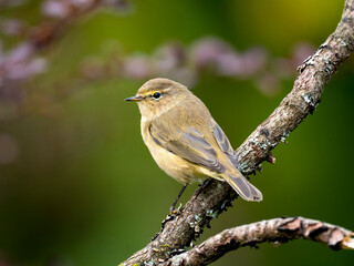 Zilpzalp, Phylloscopus collybita