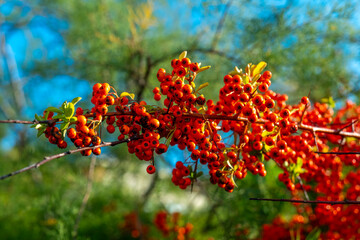 Vibrant red berries glistening in the sunlight against a clear blue sky