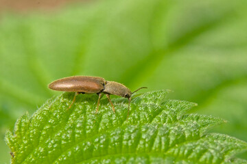 Macro of a small brown click beetle on a green leaf, selective focus - Athous haemorrhoidalis 