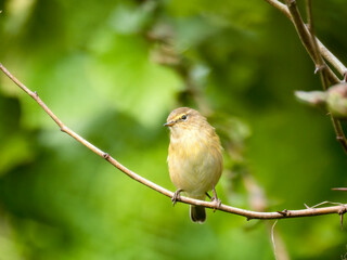 Obraz premium Zilpzalp, Phylloscopus collybita