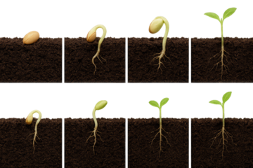 Eight Stages of Seed Germination and Seedling Growth in Soil Boxes plant growth time lapse isolated on a transparent background