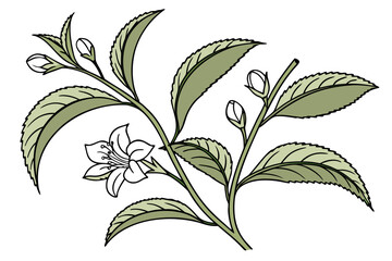 Tea plant isolated on white background