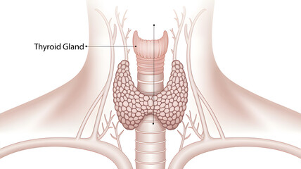 Human Thyroid Gland Anatomy Medical Illustration with Trachea and Blood Vessels on White Background