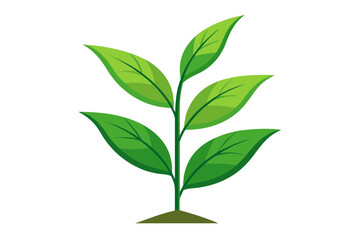 Tea plant isolated on white background