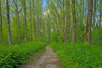 Obraz premium Hiking trail in a fresh spring beech forest in Vinderhoutse Bossen nature reserve, Ghent, Flanders, Belgium