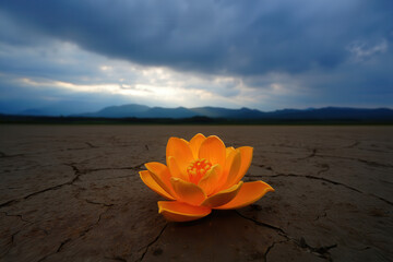 Bright orange flower blooms in cracked dry earth under dramatic stormy sky