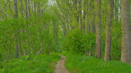 Hiking trail in a fresh spring beech forest in Vinderhoutse Bossen nature reserve, Ghent, Flanders, Belgium