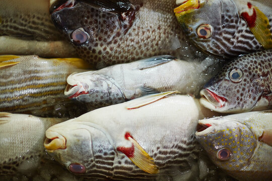 Fresh fish lying on ice with mouths open, showing detailed scales and fins, multiple species arranged closely together, highlighting seafood variety and freshness for market display