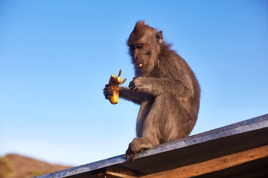 Macaque monkey sitting on rooftop eating banana, holding fruit with both hands, blue sky in background, animal focusing on food, sunlight illuminating fur, outdoor wildlife scene