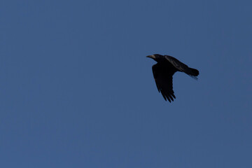 rook flying in clear blue sky