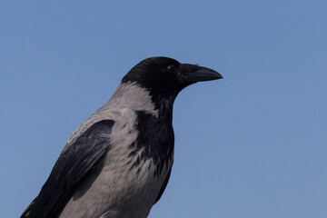 close up of hooded crow against blue sky