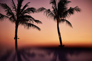 Silhouettes of two palm trees standing against vibrant orange and purple sunset sky, tropical landscape scene featuring calm water reflections and tranquil evening atmosphere