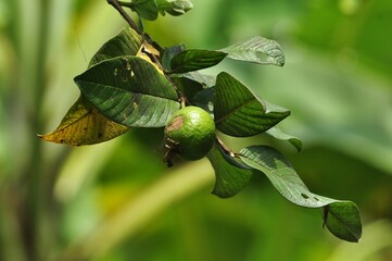 Fresh green guava fruit growing on tree branch with leaves