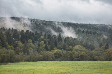 A misty, foggy forest with trees and a grassy field