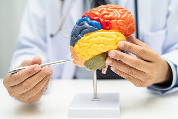 Asian doctor with human brain anatomy model in hospital.