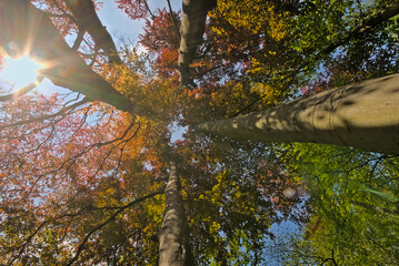 Fototapeta premium Low angle view on the tops of beeches, with green, orange and red foliage in Vinderhoutse bossen nature reserve, Ghent, Flanders, Belgium