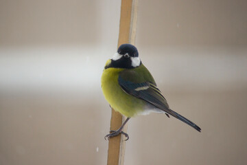 Obraz premium Great tit (Parus major) winter in the city close-up. He stares at me.