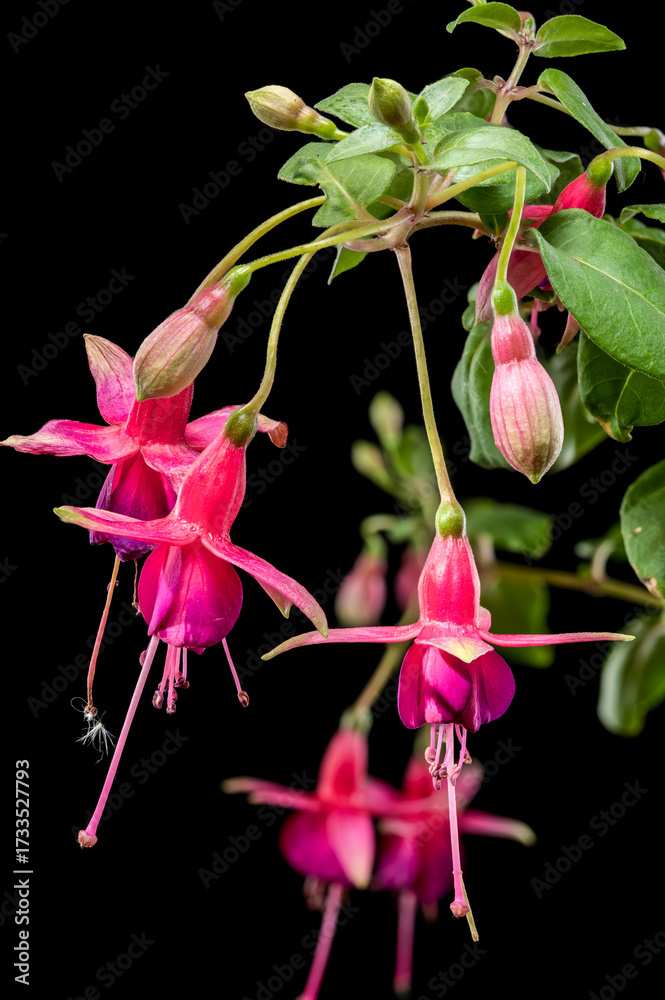 Wall mural Fuchsia Blossoms with a Dark and Moody Backdrop