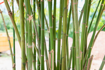 Obraz premium Bamboo growth in a natural setting close-up serene environment greenery focus