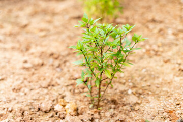 Growing green young plant development in natural soil outdoor environment close-up perspective