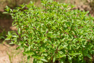 Harvesting fresh basil leaves community garden botanical image outdoor setting ground level plant care