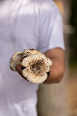 Wild mushrooms in the hands of a man