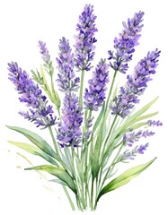 Fototapeta premium A beautiful arrangement of lavender flowers painted in stunning watercolor reflects springtime tranquility Generative AI