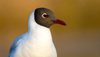 Close-up profile of a black-headed gull (1)