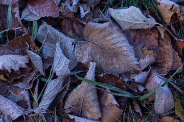 frost on the leaves