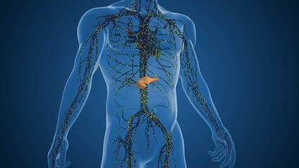 Pancreatic Cells Stimulating Higher Insulin Production Levels