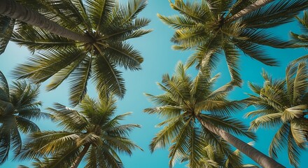 Looking up through lush green palm trees towards a clear blue sky on a sunny day vacation background