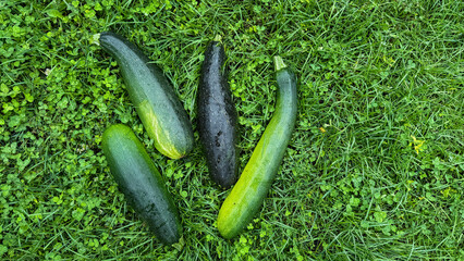 Four rain-kissed zucchinis rest like emerald jewels on verdant grass, celebrating World Vegetable...