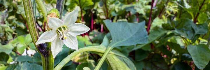White chili pepper blossom sways beneath the verdant canopy, evoking Beltanes renewal and nature's...