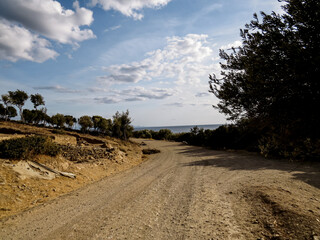 Olive grove road leading to the sea, Countryside road lined with olive trees on both sides, leading toward the sea and sky in the distance. Rural Mediterranean scenery.