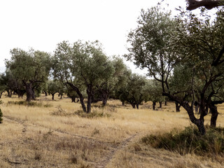  Olive grove with road leading to the sea, Countryside dirt road between olive trees leading toward the sea. Rural Mediterranean landscape and travel concept.