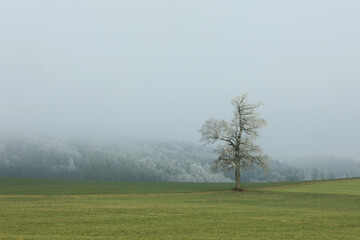 Landschaft im Nebel, Raureif
