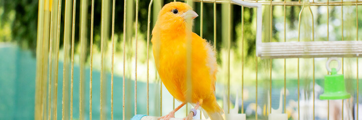Cheerful canary perched serenely amid golden cage bars, echoing sunlight's whisper, symbolizing...