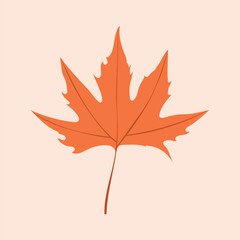 Autumn Maple Leaf Illustration – Fall season design, nature, foliage, Thanksgiving, seasonal decorations, and botanical design.
