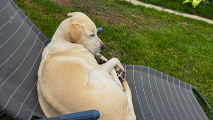 Golden retriever snoozing amid sunlit grass whispers tranquility, honoring World Sleep Day's serene essence, embodying canine dreamscape April 5 2025, Barcelona, Spain