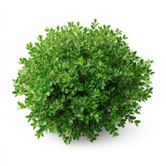 Fototapeta premium A lush green shrub with dense foliage and a full, rounded shape. The image captures the vibrant and fresh appearance of the plant