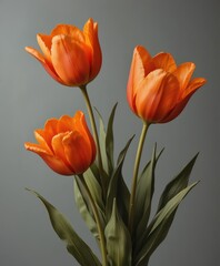 Orange Tulips Blossom A Vibrant Trio of Springtime Beauty and Grace