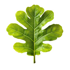 green leaf isolated on white
