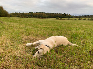 A golden Labrador joyfully rests in a sprawling autumn meadow, evoking World Animal Day serenity and Harvest Moon nostalgia