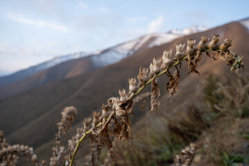 Close-up of dry mountain plants with misty valley in soft morning light
